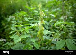 Image result for Crotalaria preladoi