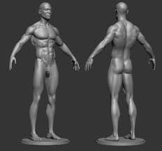 3 видео 25 просмотров обновлен 30 июл. Male Anatomy Reference Model 2 Flippednormals