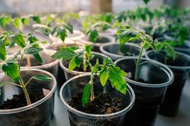 Tomato seeds germinate very quickly. Best Tomato Fertilizer 2021 Products And Buying Guide Indoor Garden Nook