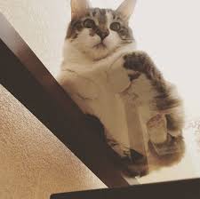 Cats On Glass Tables Cats On Glass Tables Cats Funny Cute Cats