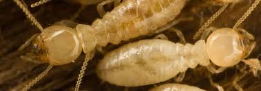 A guide for commercial applicators category 7b. Wood Destroying Insect Inspection Terminator Pest Control Llc