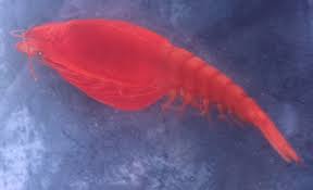 Image result for Gnidia inconspicua