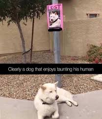 Dog Memes And Funny Humor Pictures Hilarious Jokes Feelings Funny Animal Photos Funny Animals Cute Funny Animals
