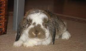 Mini Lop Rabbit Breed Lafeber Co Small Mammals