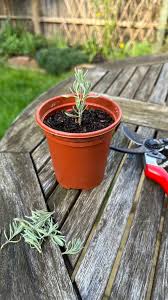 Image result for lavender cuttings