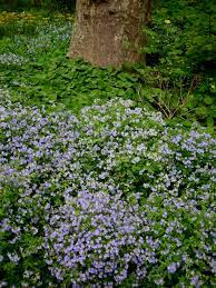 A woodland planting may be suitable in an area with mature trees or near the north facing side of the house if the soil is usually moist. Your Native Woodland If You Build It They Will Come Carolyn S Shade Gardens
