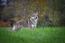 Hundert prozent mein partner wissenswertes und erstaunliches über eine der faszinierendsten hunderassen weltweit. Tschechoslowakischer Wolfshund Unser Rassenportrat