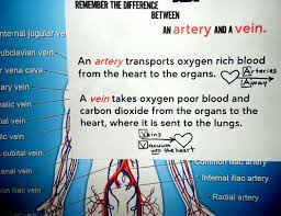 The Difference Between Arteries And Veins Arteries Away And Veins Vacuum To The Heart Nurse Life Science Classroom Arteries And Veins