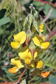 Image result for Crotalaria oocarpa
