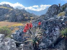 Image result for Harpachne schimperi