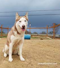 You should never buy a puppy based solely on price. Our Dames Siberian Husky Puppies For Sale