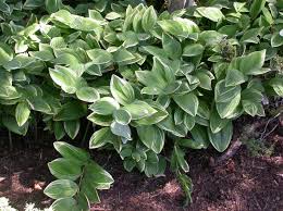 Image result for Ophrypetalum odoratum