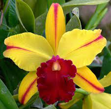 Odom S Orchids Inc Blc Toshie Aoki Encore Am Aos 20 00 Http Www Odoms Com Blc Toshie Aoki Encore A Orchid Flower Cattleya Orchid Beautiful Orchids