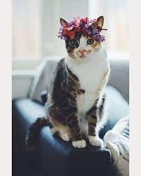 Wedding Inspiration Mon Cheri Bridals Cats Kittens Cute Cats