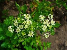 Image result for Apium graveolens