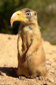 Extremely Weird Animal Photo Manipulations Weird Animals Animal Photo Manipulation Photoshopped Animals