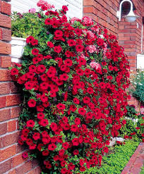 Hangepetunie Wave Fortunia Red Saat Bakker Pflanzen Garten Pflanzen Schoner Blumengarten