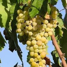 Pruning is best in the dormant your plants and trees may however not ship with flowers on them, like the photographs. Buy Summer Muscat Seedless Grape Vine From Ty Ty Nursery