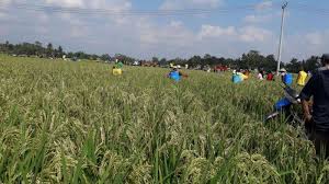 Kami memberikan kumpulan gambar untuk diwarnai dalam berbagai kategori dan salah satunya adalah kategori gambar mew. Sawah Padi Diserang Hama Wereng Batang Coklat Petani Di Kabupaten Oku Timur Terancam Gagal Panen Sriwijaya Post