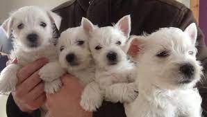She is about 17 pounds. Free Download West Highland White Terrier Westie Puppy For Sale Near New York 960x544 For Your Desktop Mobile Tablet Explore 48 Free Westie Dog Wallpaper Cute Dog Wallpaper Free
