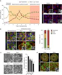 Starsessions lisa red thong one piece hd video 028.mp4 | xxxcollections.net. Early Erk1 2 Activation Promotes Drp1 Dependent Mitochondrial Fission Necessary For Cell Reprogramming Nature Communications