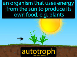 Autotroph In 2020 Flashcards Science Flashcards Science Student