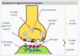 Synapse is a product development and consultancy firm. What Are The Average Dimensions Of A Synapse Quora