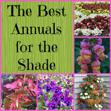 They will have good top growth unless. Gardening In The Shade 9 Annual Plants For Shady Areas Dengarden