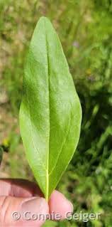 Image result for Actinanthella