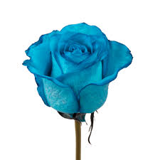 Such as in our collection of pictures of beautiful bouquets! Tinted Turquoise Roses 50 Cm Fresh Cut Flowers 50 Stems By Bloomingmore Walmart Com Walmart Com