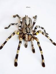 Pin By Jeronimo Olivares Rivera On Aranas Spider Spider Art Arachnids