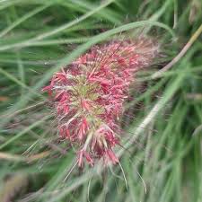 Image result for Cenchrus setaceus