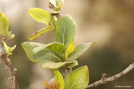 Image result for Burchellia