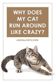 Why Does My Cat Run Around Like Crazy In 2020 Cat Run Cats Cat Parenting