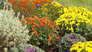 How to plant a flower, step by step. Planting Colorful Fall Flowers Lowe S