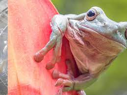 Keeping White S Treefrogs Reptiles Magazine