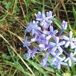 Image result for Pentanisia