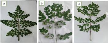 Image result for Moringa oleifera