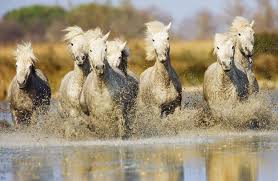 Wow Photo By Scott Stulberg Camargue Horse Horses Camargue