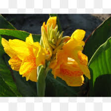 Bunga merupakan salah satu objek yang sangat menarik untuk diabadikan terlebih 4. India Ditembak Unduh Gratis Canna Indica Bunga Cannabis Sativa Ganja Gambar Gambar Png