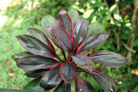 To 1.7 °c (35 °f) usda zone 11: Cordyline Fruticosa Baby Doll Ti Plant Good Luck Plant Hawaiian Ti Plant Hawiian Ti Ti Plant North Carolina Extension Gardener Plant Toolbox