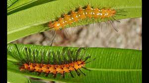 Its handsome, hairy caterpillar is equally distinctive, if less colourful. Oleander Caterpillars What Are They What To Do About Them