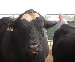 Cattle Producers Hear Latest On Herd Bull Selection At Workshop Animal Science