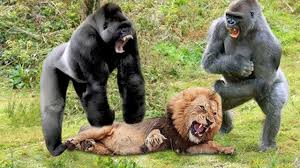 In case people wonder why we have this here, it's because creating a new category for lion vs gorilla is hard. Animal World Unbelievable Gorilla Adopts Lion Cub And The Unexpected Lioness Save Baby From Baboon Gorilla Facebook