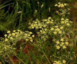 Image result for Afroligusticum claessensii