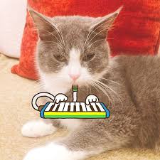I M Also Good At Playing The Keyboard Cats Catlove Catsofinstagram Cats Of Instagram Cats Of World Cat Features Cutecats Pet Keyboard Kittens