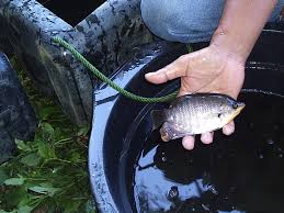 Sekarang yang lebih banyak mati ikan mujair, kalau kemarin banyak ikan gurame. Budidaya Gurami Lahan Sempit Sistem Guba Bp4k Kab Gresik