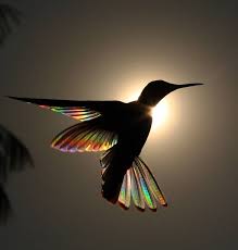 Pin By T Isb On Birds Birds More Birds In 2020 Hummingbird Wings Animals Beautiful Nature Animals