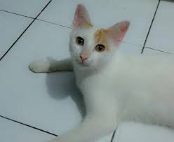 Jenis Jenis Baka Kucing Yang Patut Anda Tahu Tips Kucing Sihat