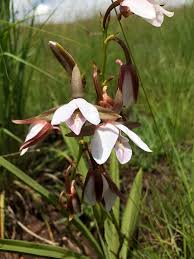 Image result for Eulophia ovalis